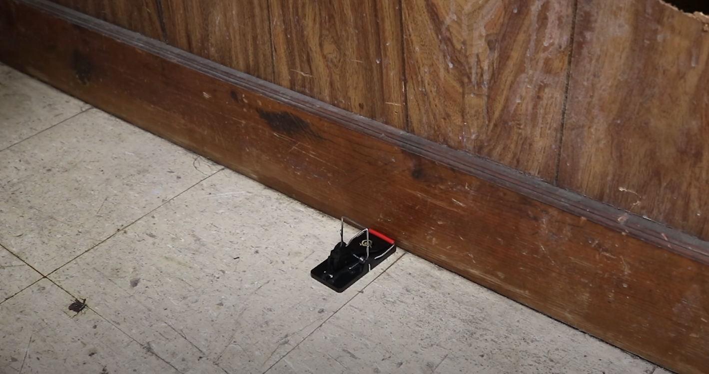 Why Do Mice Come Into the House in Summer? HomeProfy