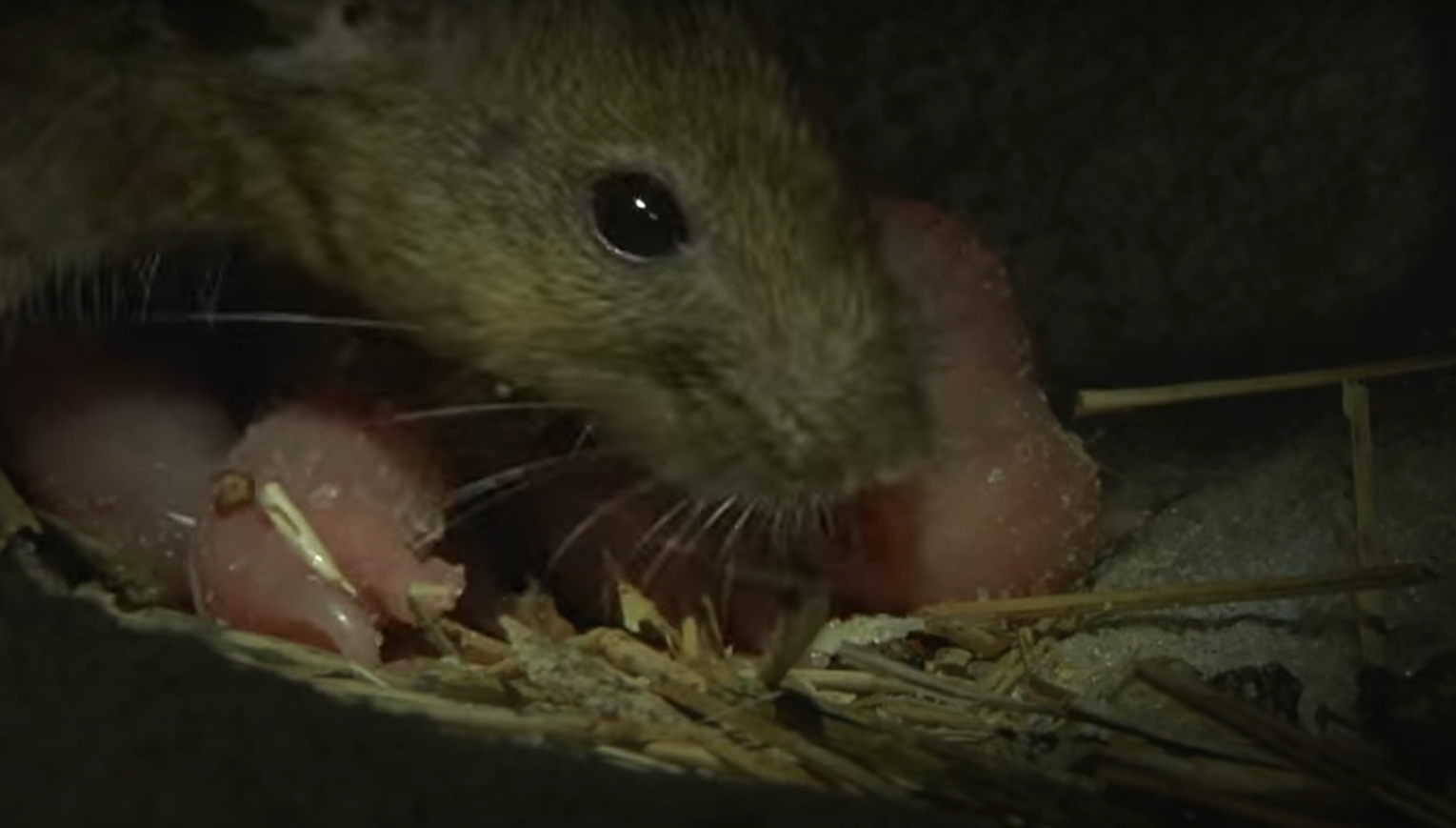 1000 Rats In House How to Tell How Many Rats Are in Your House? - HomeProfy