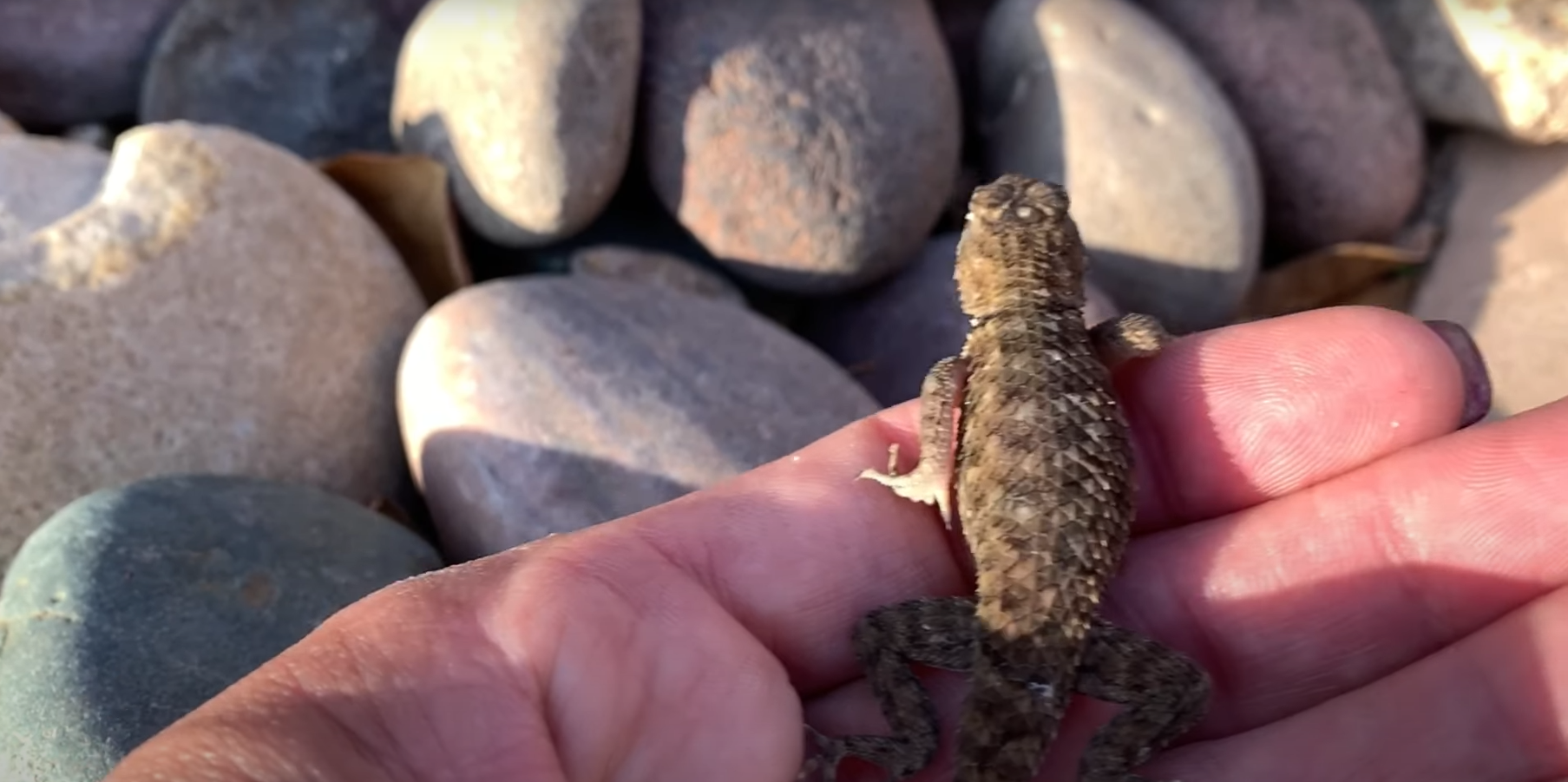 How to Catch a Lizard in the House? HomeProfy