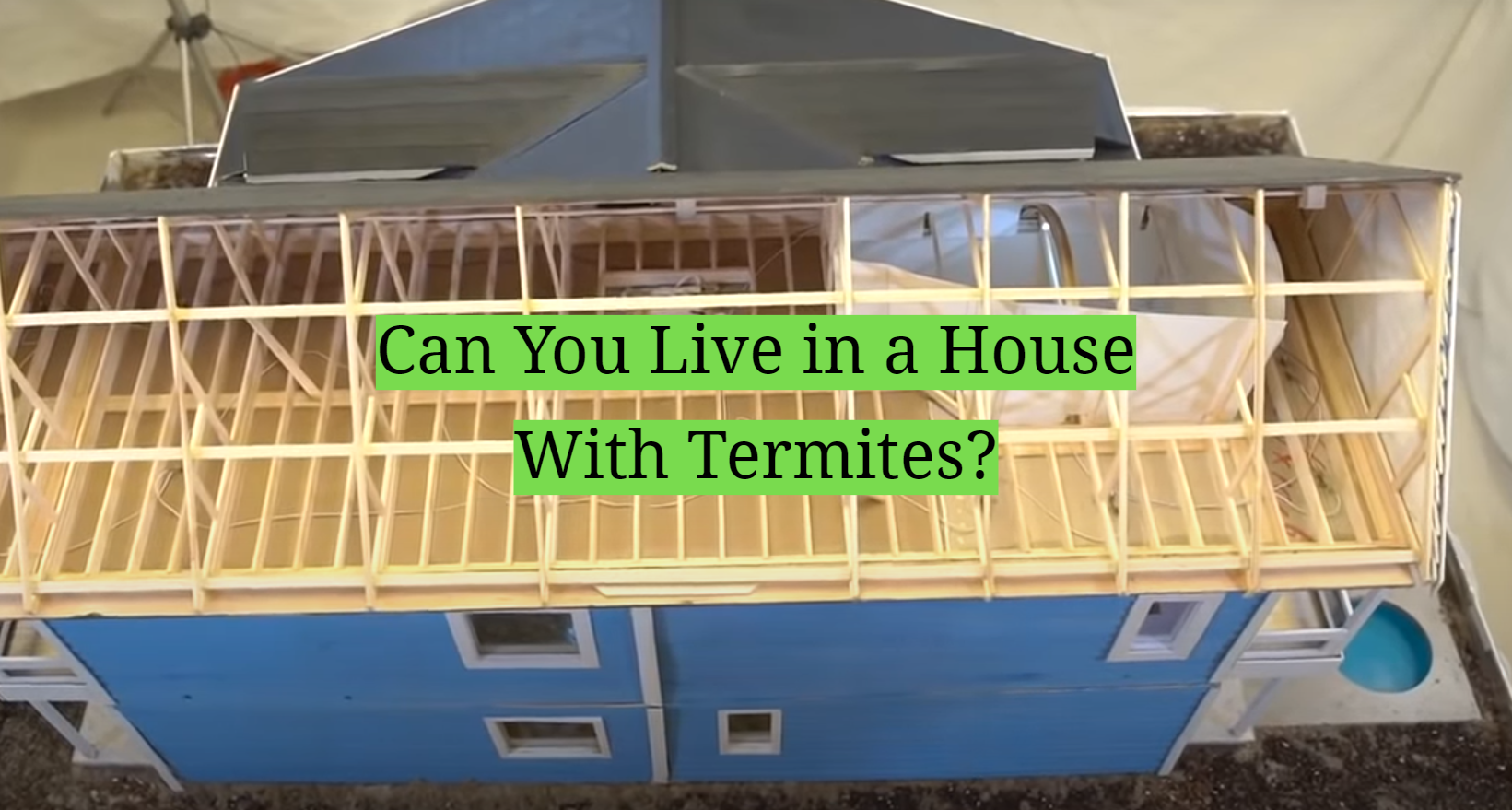 Can You Live in a House With Termites? HomeProfy